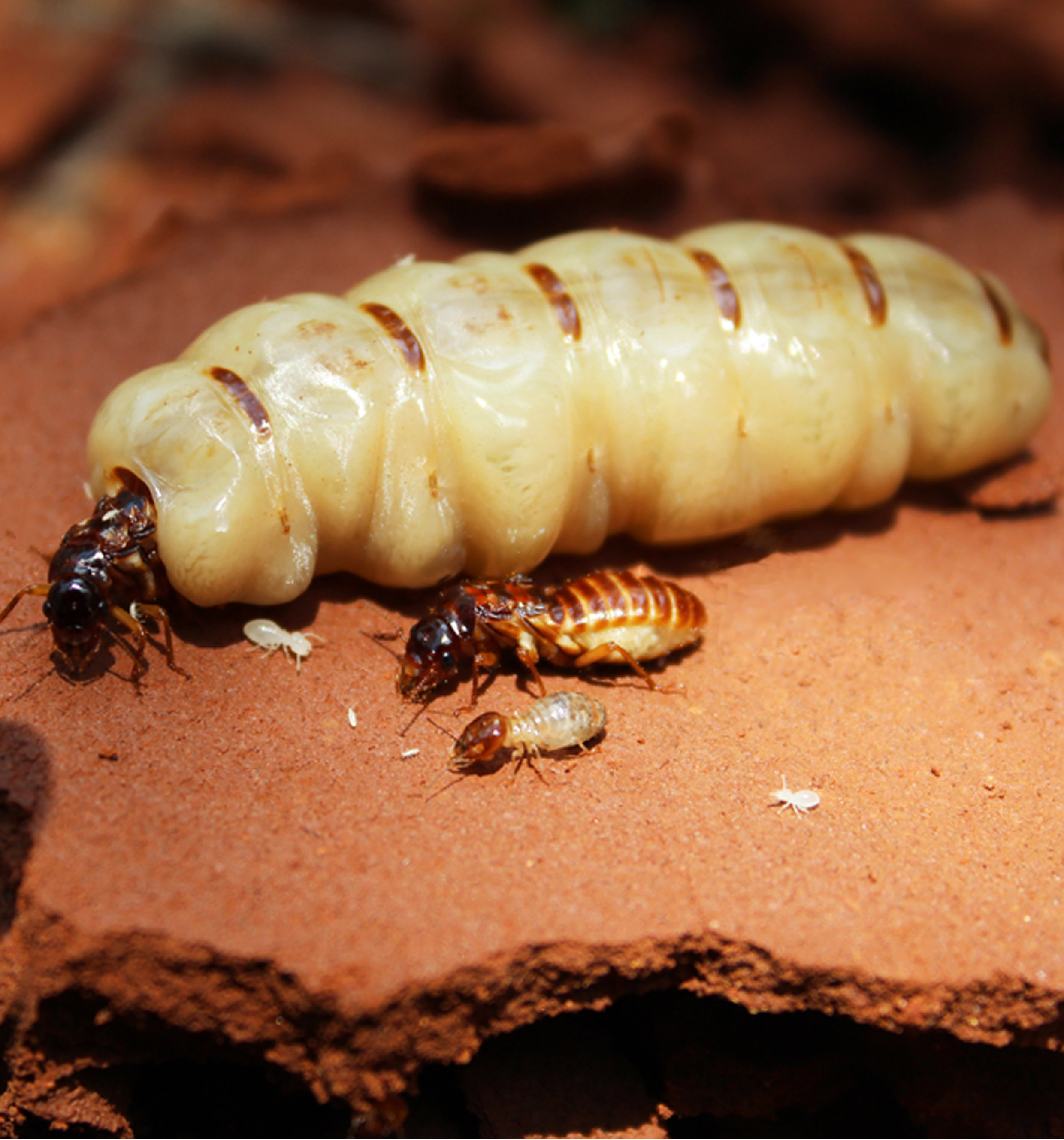 queen termite