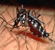 dengue / mosquito