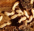 termite control in karachi